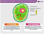 Which Makes up Protoplasm?