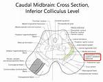 Which Midbrain Structures Mediate Visual Reflexes?