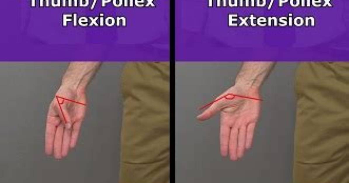 Which Movement Involves the Pollex?