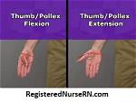 Which Movement Involves the Pollex?