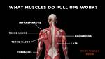 Which Muscles Do Pull Ups Work?