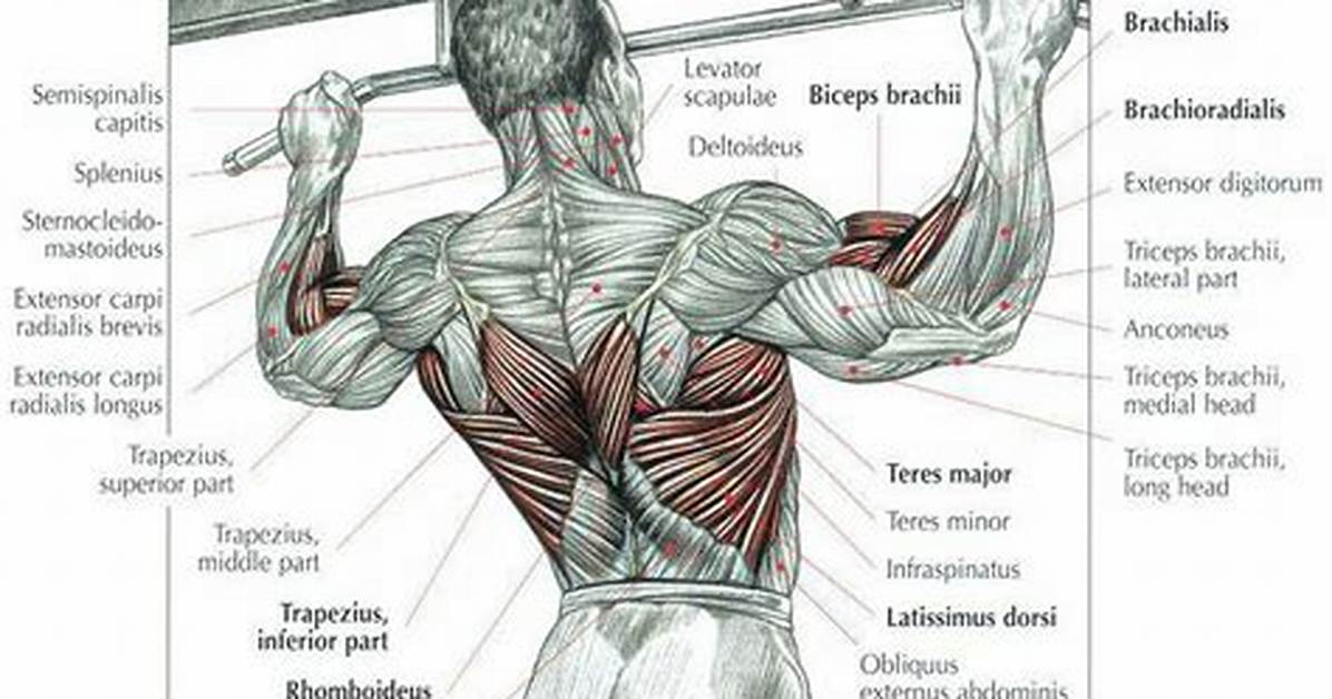 Which Muscles Does a Pull up Work?