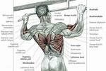 Which Muscles Does a Pull up Work?