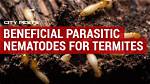 Which Nematodes Kill Termites?