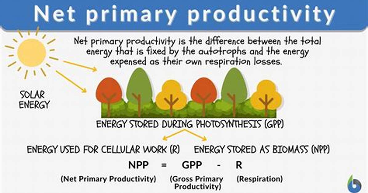 Which Net Primary Productivity?