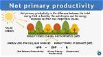 Which Net Primary Productivity?