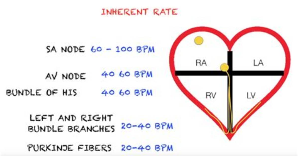 Which Node Coordinate Heart Rate?