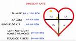 Which Node Coordinate Heart Rate?