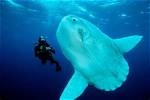 Which Ocean Do Sunfish Live?