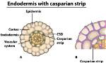 Which One Develops from Endodermis?