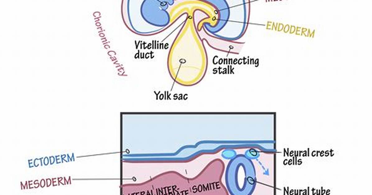 Which Organ Is Ectodermal in Origin?