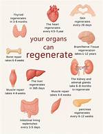 Which Organ Regrows Itself?