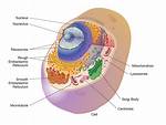 Which Organelle Is a Stack of Membranous Sacs That Modifies and Sends Proteins to Proper Destinations