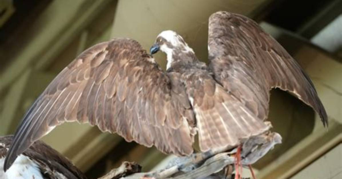 Which Osprey Returns First?