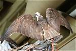 Which Osprey Returns First?