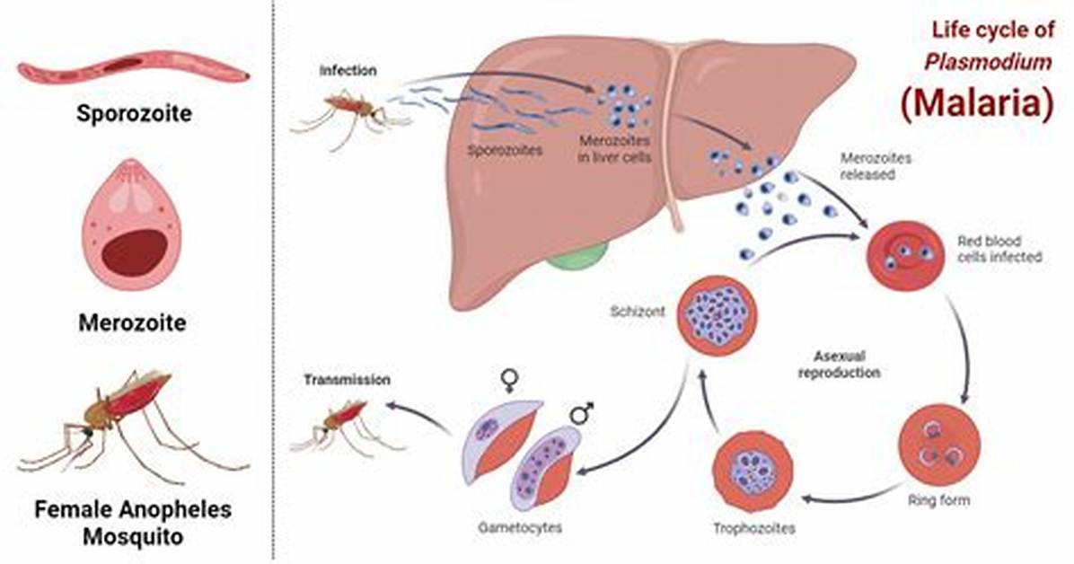 Which Pathogen Causes Malaria?