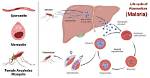 Which Pathogen Causes Malaria?