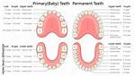 Which Permanent Teeth Erupt First?