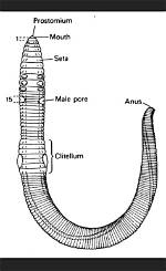 Which Phylum Includes Hermaphrodite?
