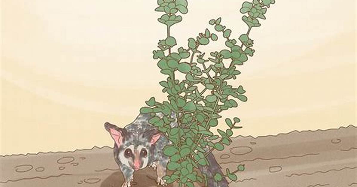 Which Plants Deter Possums?