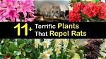 Which Plants Deter Rats?