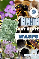 Which Plants Do Wasps Hate?