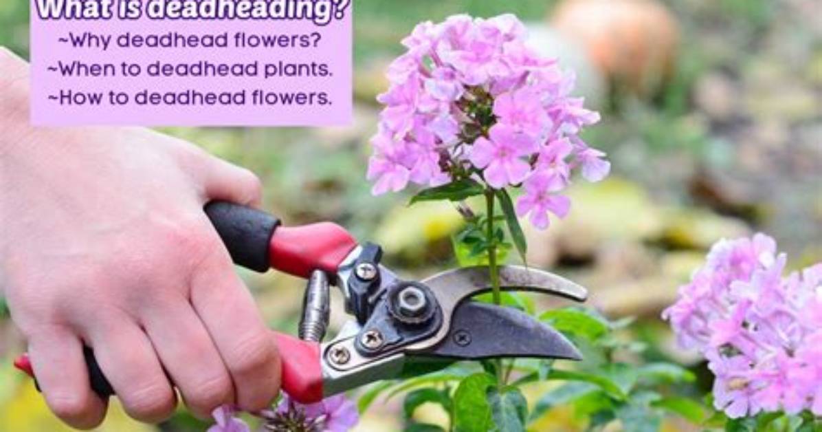 Which Plants Need Deadheading?