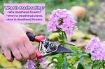 Which Plants Need Deadheading?