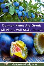 Which Plums Make Prunes?