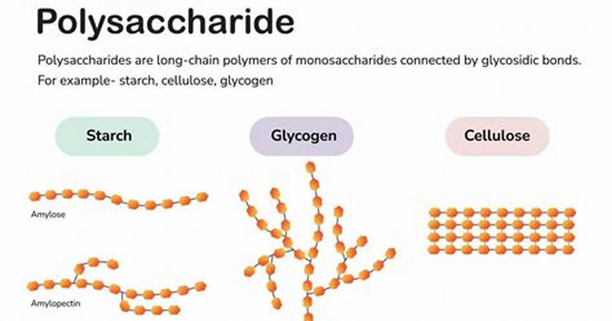 Which Polysaccharides Form Microfibrils?