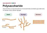 Which Polysaccharides Form Microfibrils?