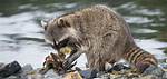 Which Predator Eats Raccoons?