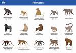 Which Primates Are Monkeys