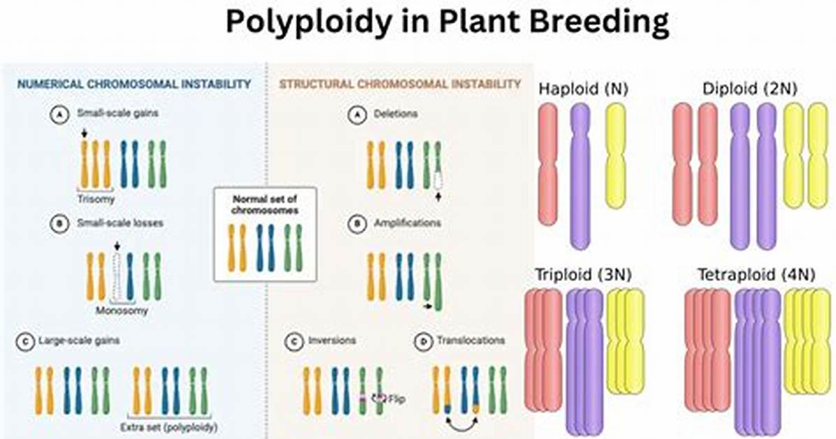 Which Process Can Change Ploidy?