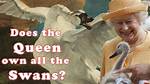 Which Queen Protected Swans?