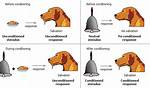 Which Response Can Be Classically Conditioned in Humans?