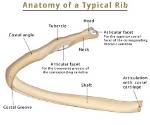 Which Ribs Are Typical?