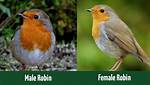 Which Robins Are Red?
