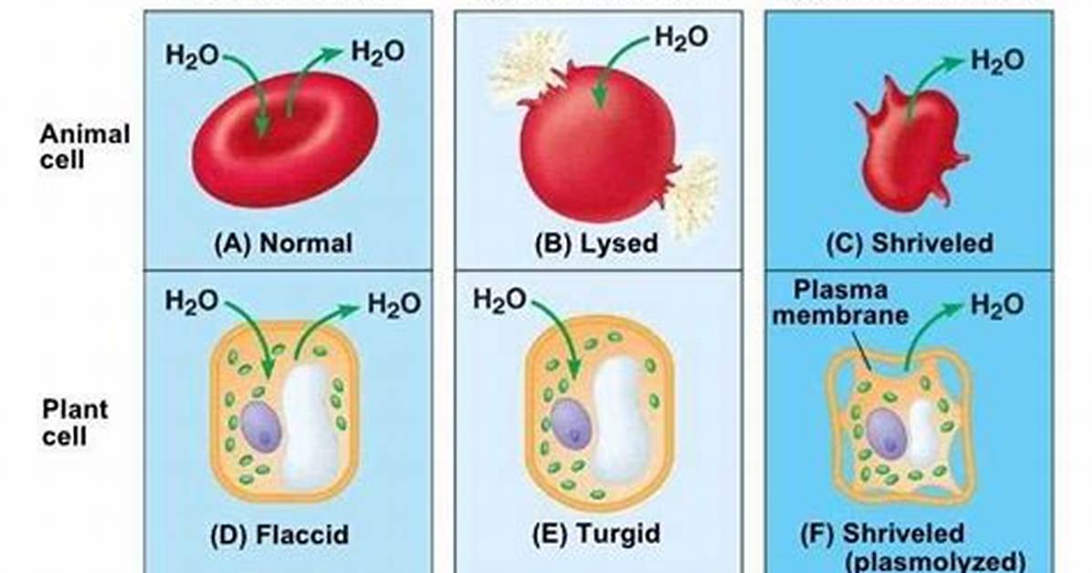 Which Solution Is Hypotonic?