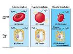 Which Solution Is Hypotonic?
