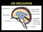 Which Space Contains Csf?