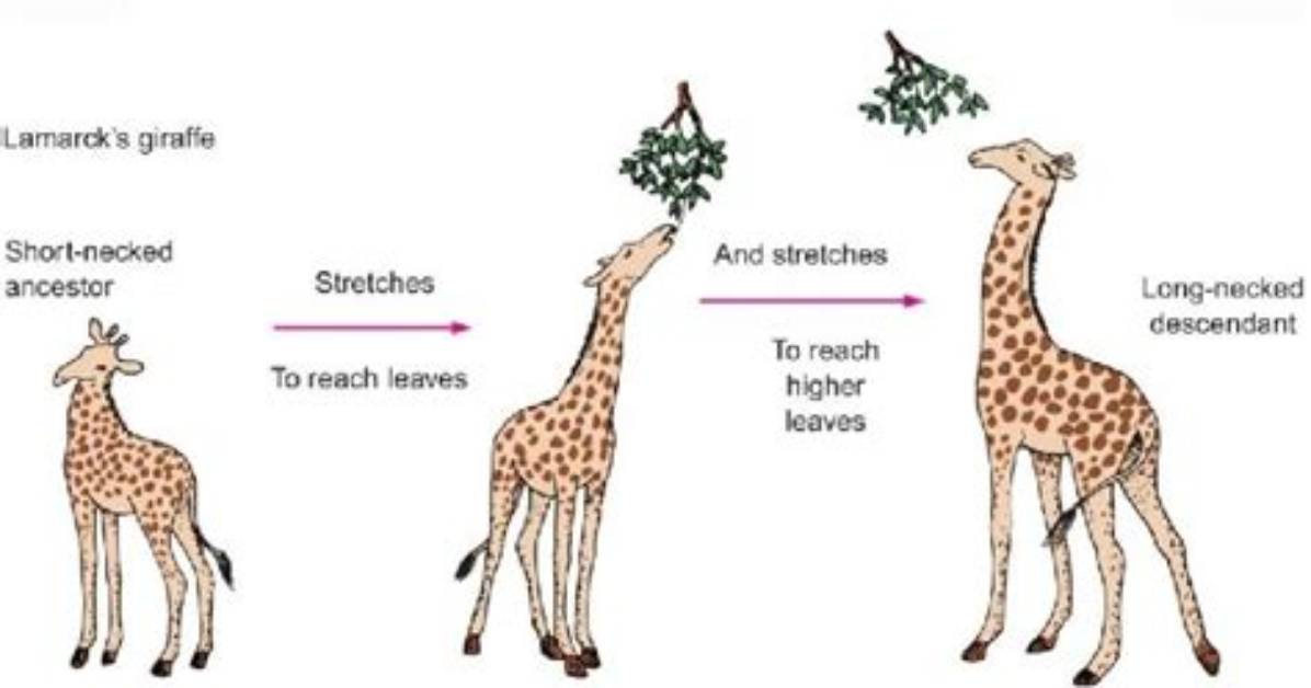 Which Statement Describes Lamarckian Evolution?