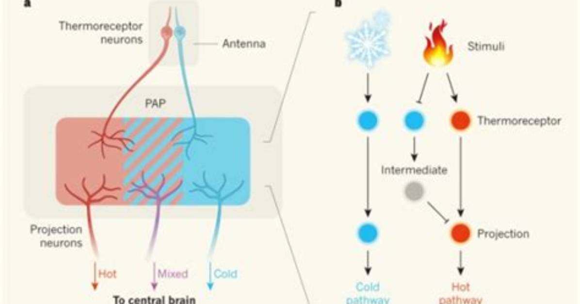 Which Stimulus Do Thermoreceptors React?