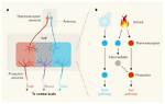 Which Stimulus Do Thermoreceptors React?