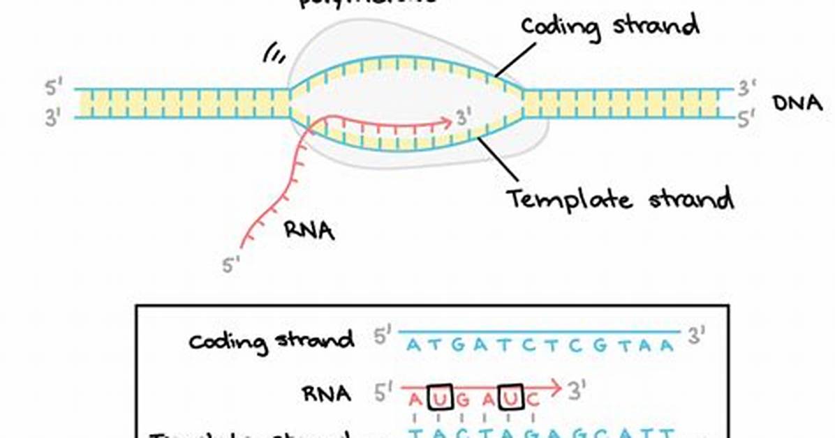 Which Strand Gets Transcribed?