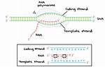 Which Strand Gets Transcribed?
