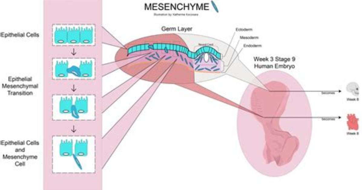 Which Structure Is Formed from the Mesodermal Embryonic Layer?