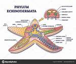 Which Structure Makes Echinoderms Unique?