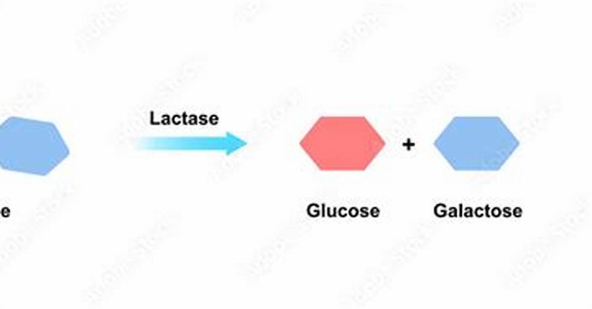 Which Sugar Does Lactase React with?
