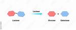 Which Sugar Does Lactase React with?